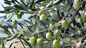 Tarım dairesi Dikmen’de zeytin konusunda bilgilendirme yapacak