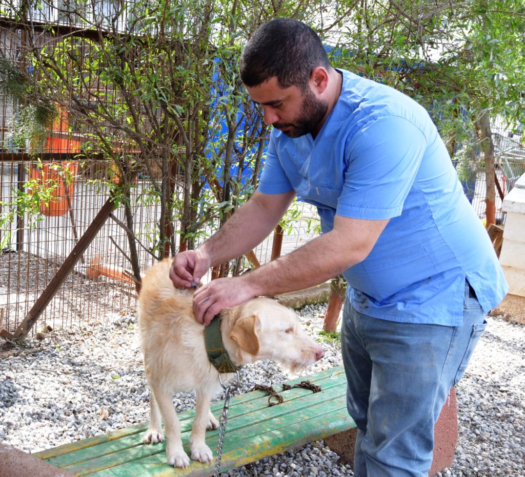 Lefkoşa Barınağı’nda 248 köpeğin yıllık karma aşıları yapıldı