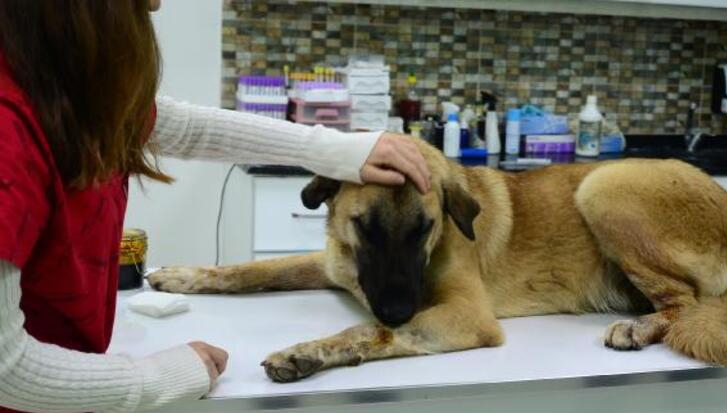 “Köpek Bulundurma Ruhsatı”
