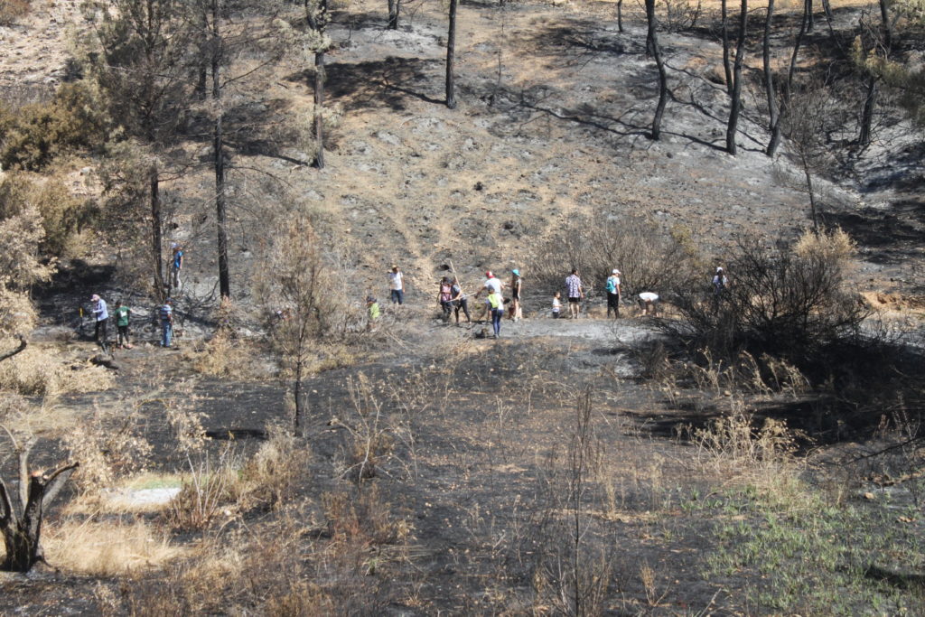 Anıt zeytinlere giden su kanalları temizledi