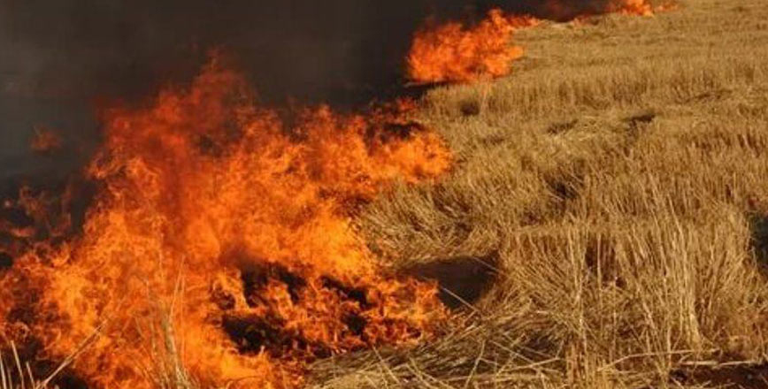 Güzelyurt’ta biçilmemiş 80 dönüm arpa yandı