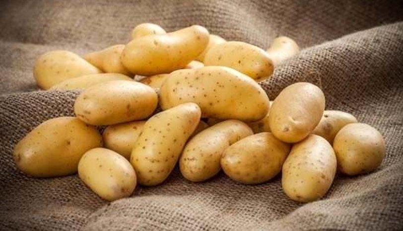 Sofralık patates ihracatına destek