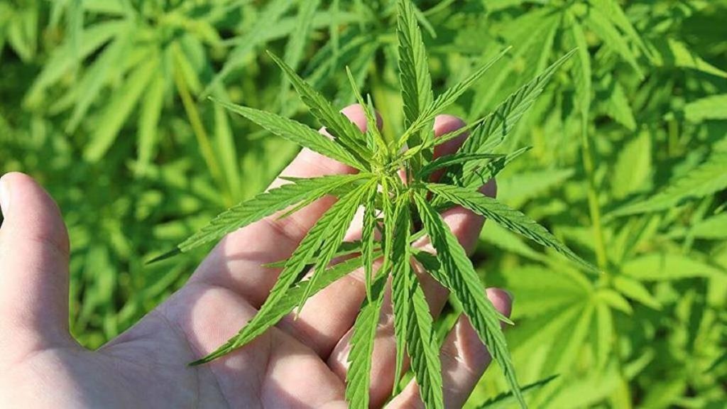 Larnaka’da 70 kilo hintkeneviri ele geçirildi