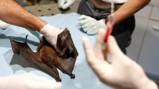 Yarasalarda yeni pandemilere yol açabilecek 1500 farklı koronavirüs türü tespit edildi