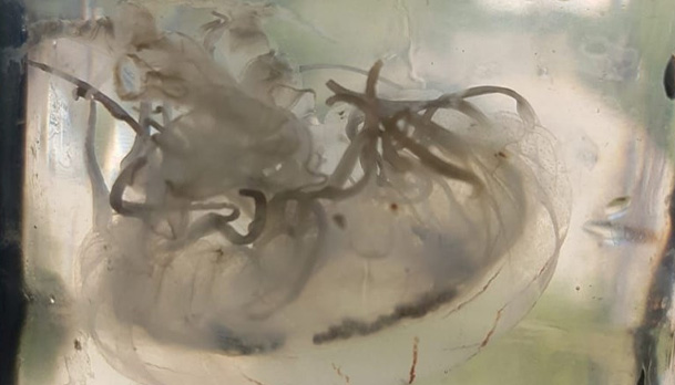 Antalya’da yeni zehirli deniz anası türü bulundu