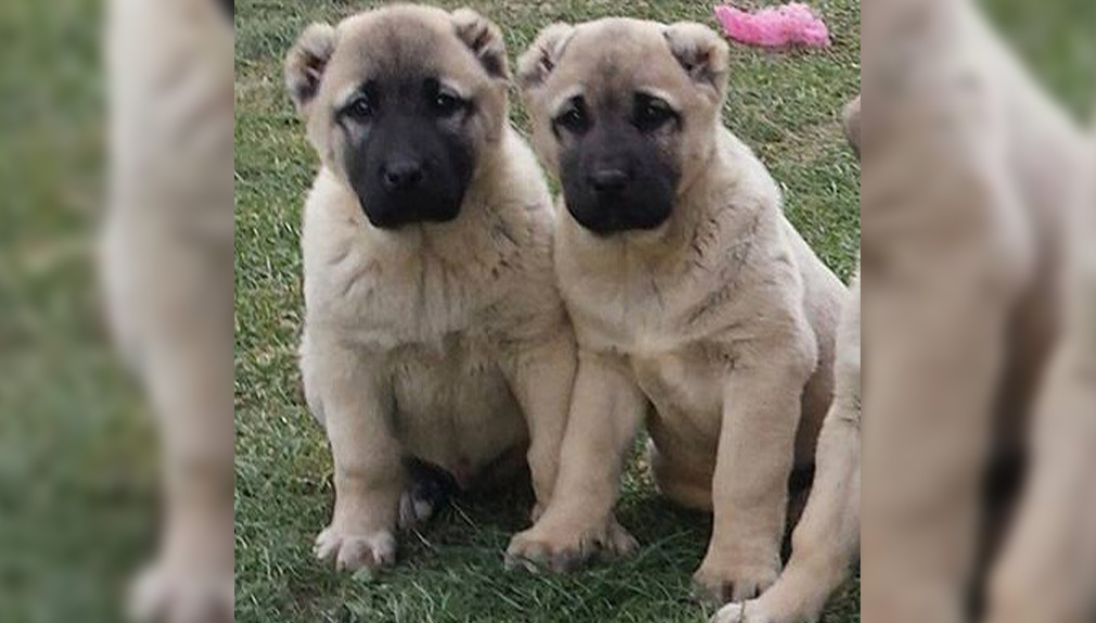 Çaldıkları köpekleri sattılar