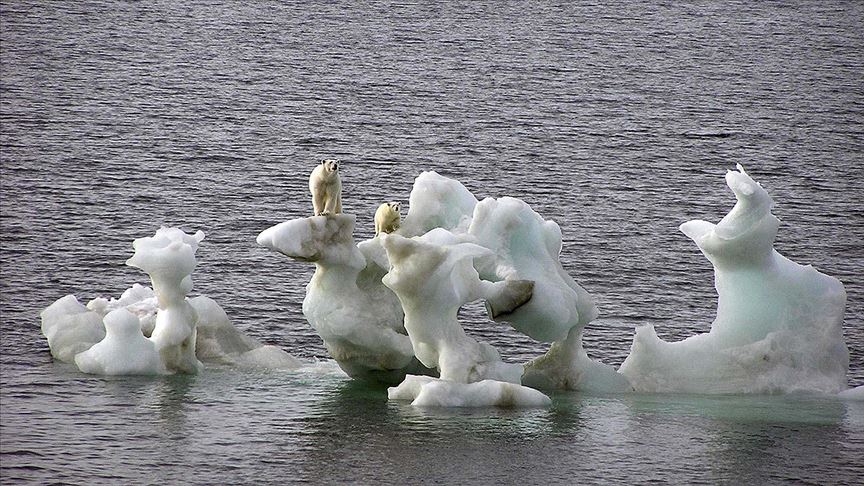 Kutup ayılarının nesli bu yüzyıl içinde tükenebilir