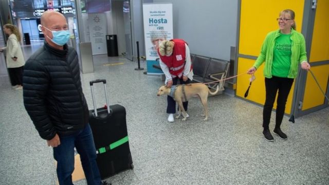 Koronavirüsü tespit eden köpekler göreve başladı