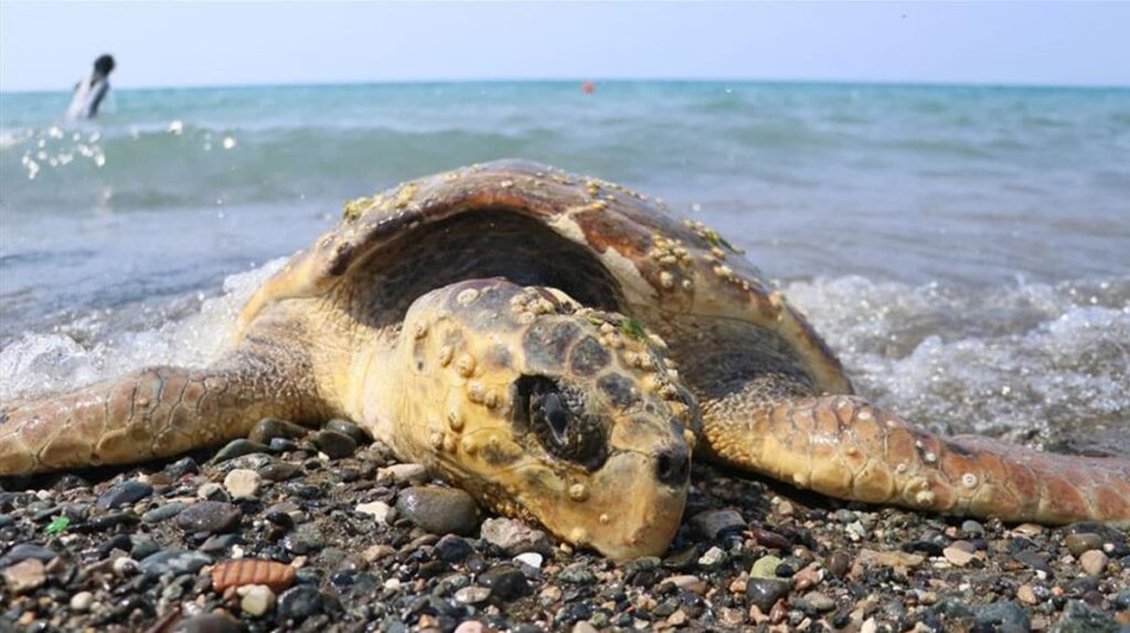 Meksika’da 351 caretta caretta ölüsü bulundu