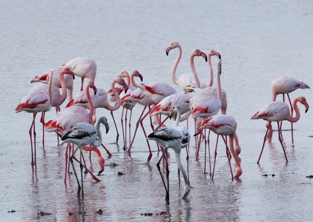 Kıbrıs’ın güzel kış konukları ‘Flamingolar’
