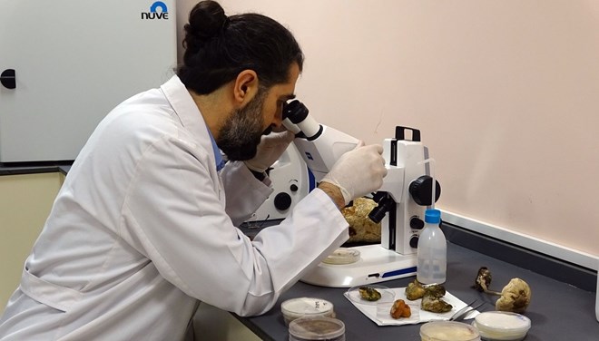 Ölümsüzlük mantarını ürettiler