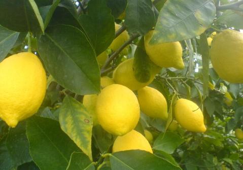 Cypfruvex, sıkma limon tonunu 900 TL’ye alacak