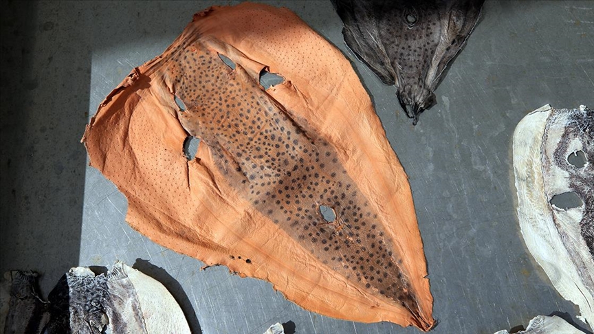 Balon balığı deri sektöründe kullanılacak