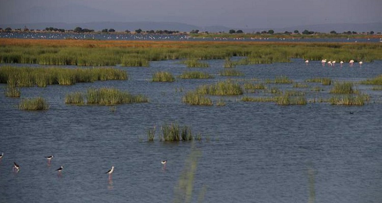 Yeşil Barış Harekatı: “Sulak alanlar restore edilmeli”