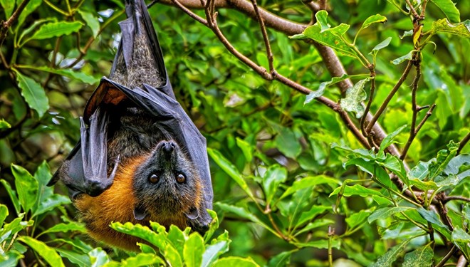 Tayland’da koronavirüse çok benzeyen yeni bir virüs keşfedildi!
