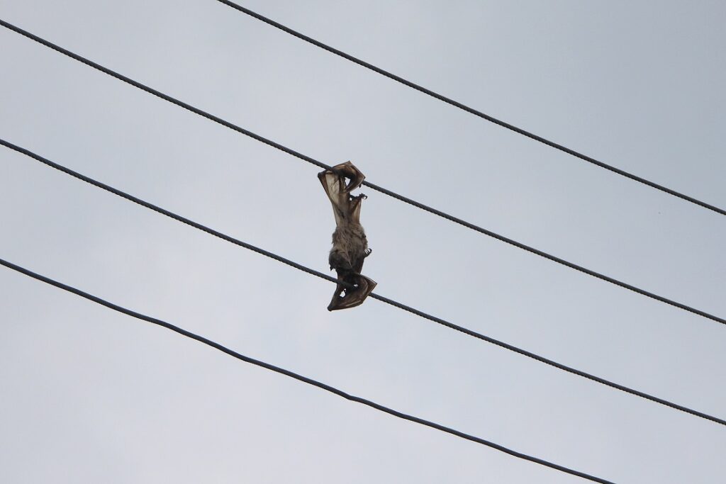 Varlığı tehlike altındaki yarasalar elektrik hattı kurbanı