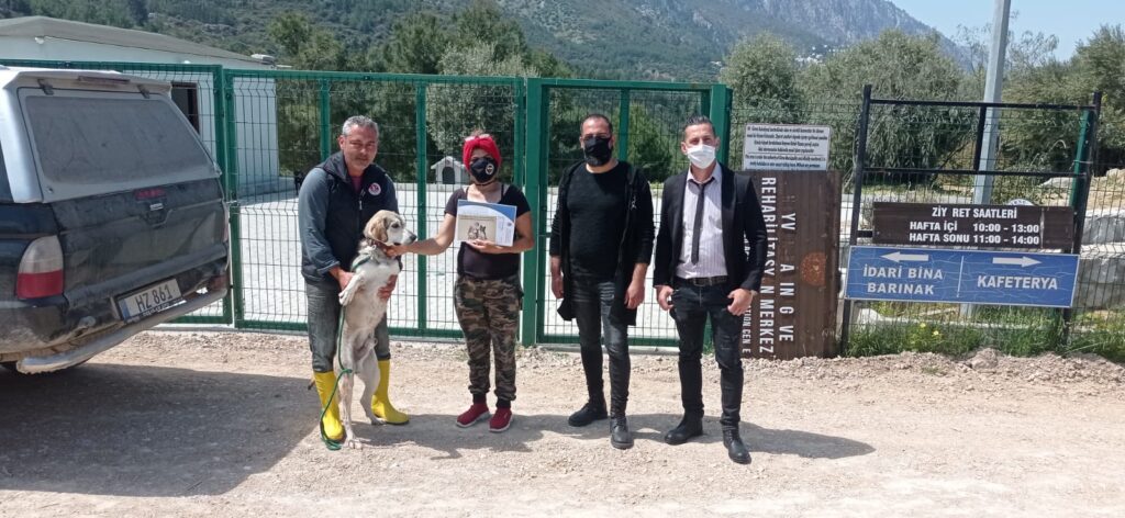 Girne Belediyesi sokak hayvanları için çalışmalarını sürdürüyor