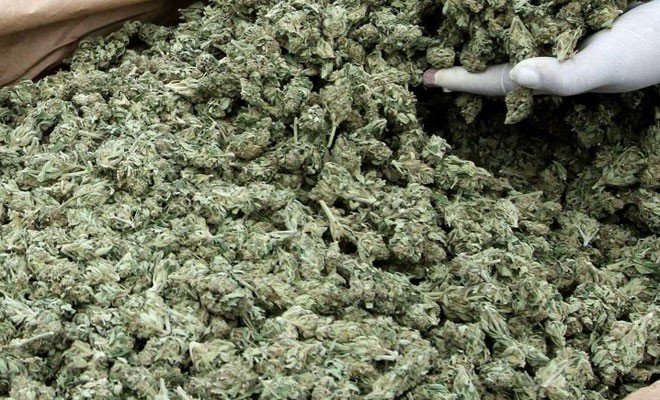 Güney Kıbrıs’ta 32 kilo hintkeneviri