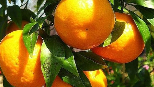 CYPFRUVEX, Mandora bakiyelerini ödüyor