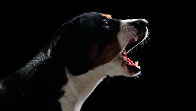 Lefkoşa’nın Güney kesiminde gömülü halde onlarca köpek bulundu