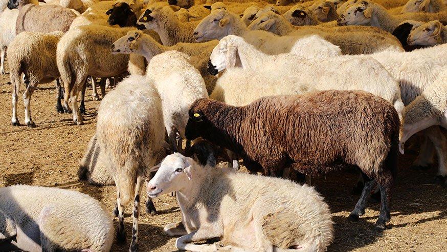 Kurban Bayramı yarın sona eriyor