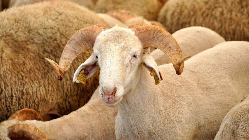 Kurban Bayramı salgın tedbirleri ile kutlanacak