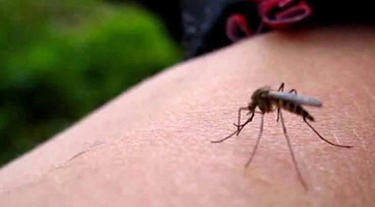 Hindistan’da Zika virüsü alarmı!