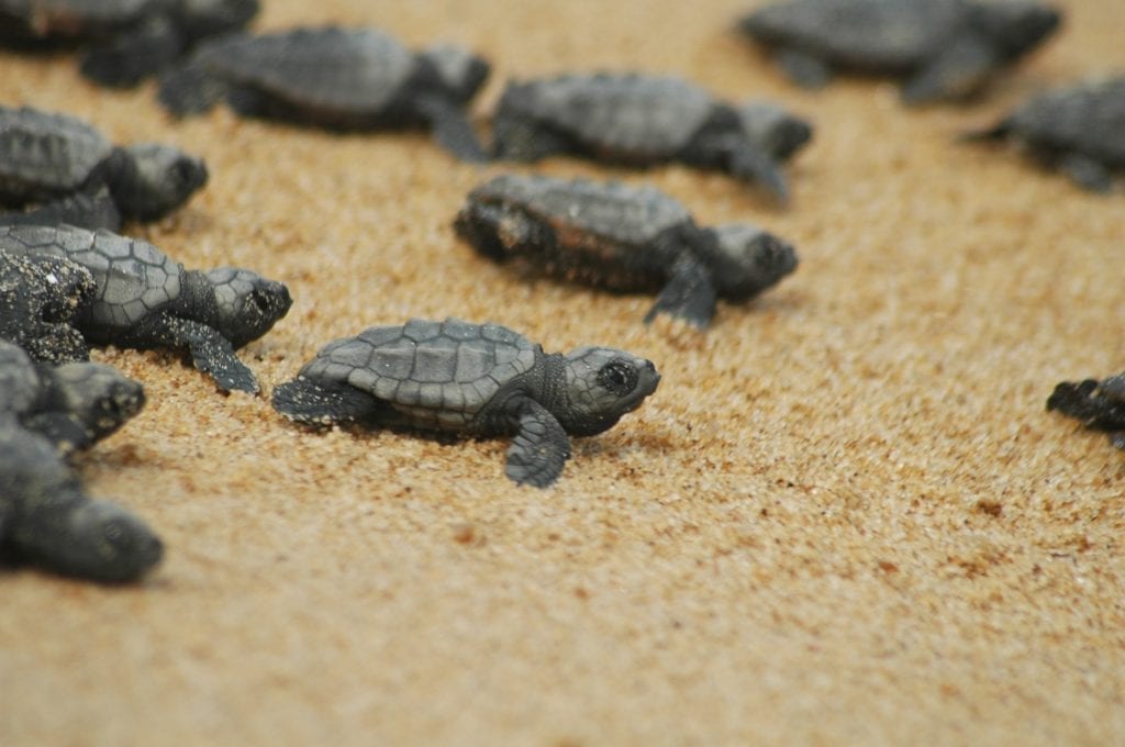 Yarın ‘Caretta Caretta Şenliği’ düzenleniyor