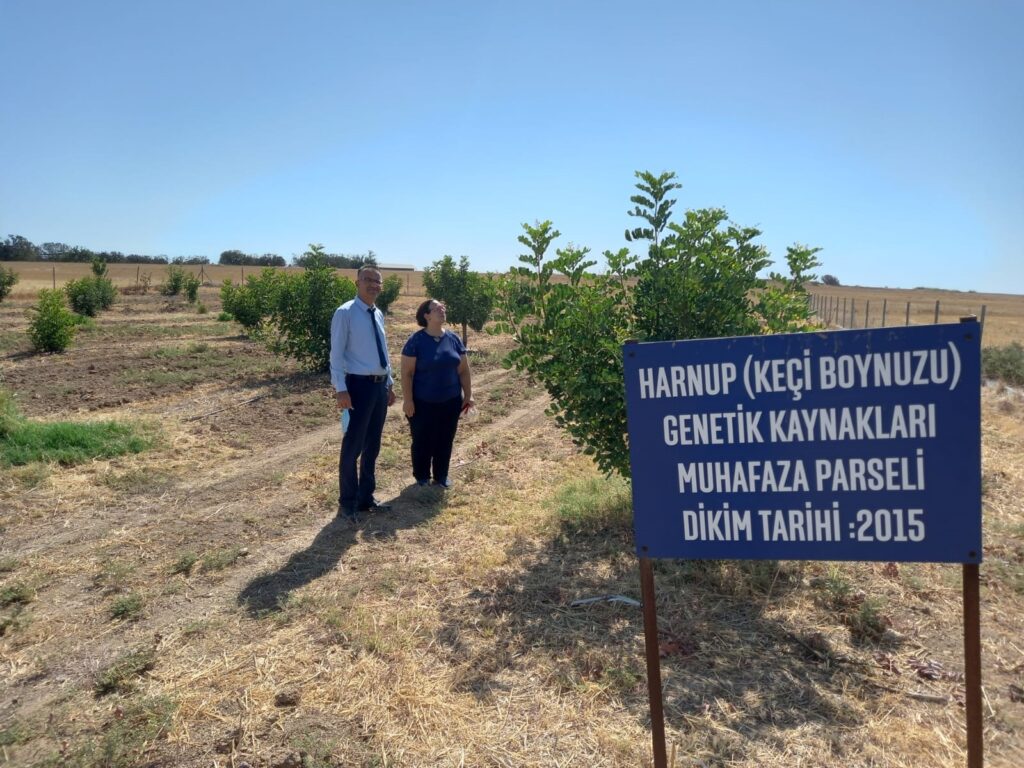 En iyi özelliklere sahip beş harnup tipi belirlendi