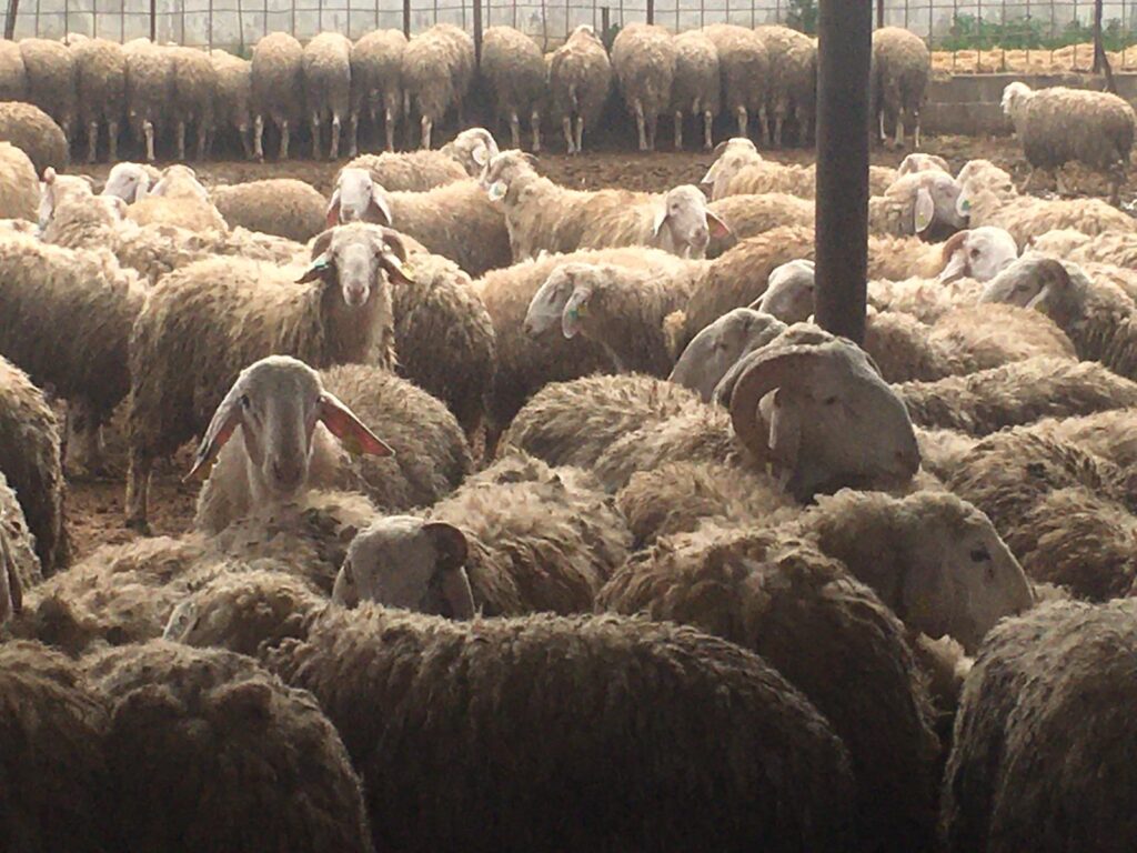 DÜÇ’ten kasaplık hayvan satışı