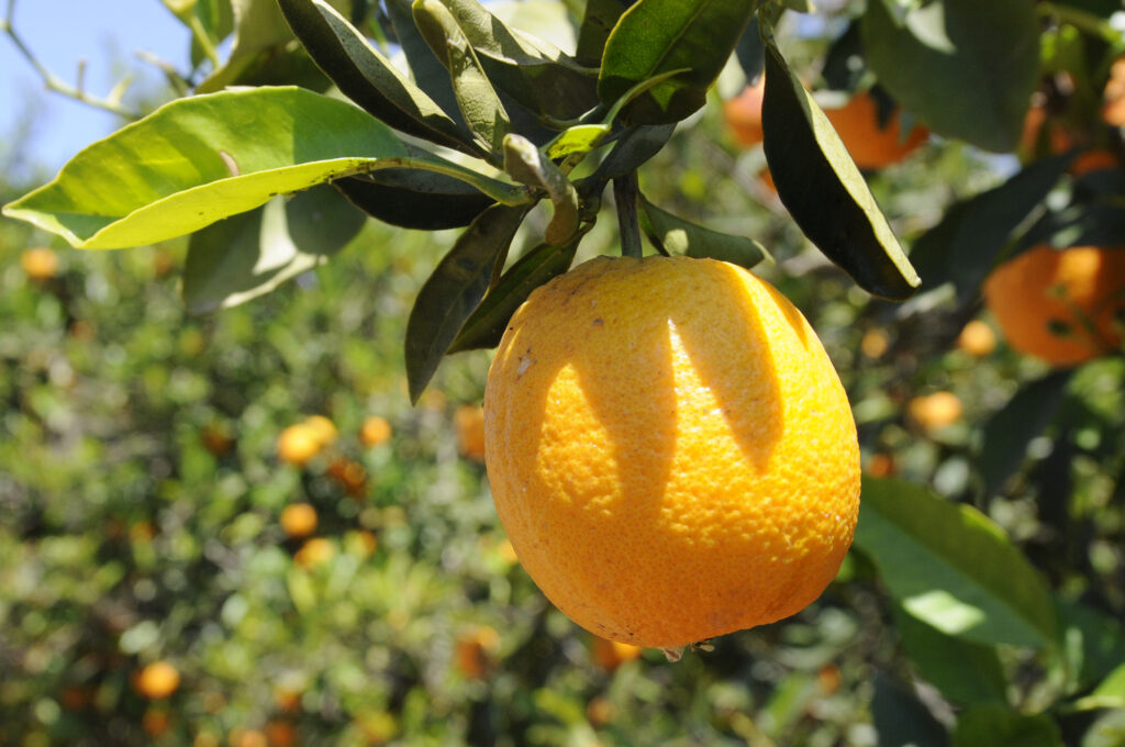 Narenciye sektöründe sorunlar yaşanıyor