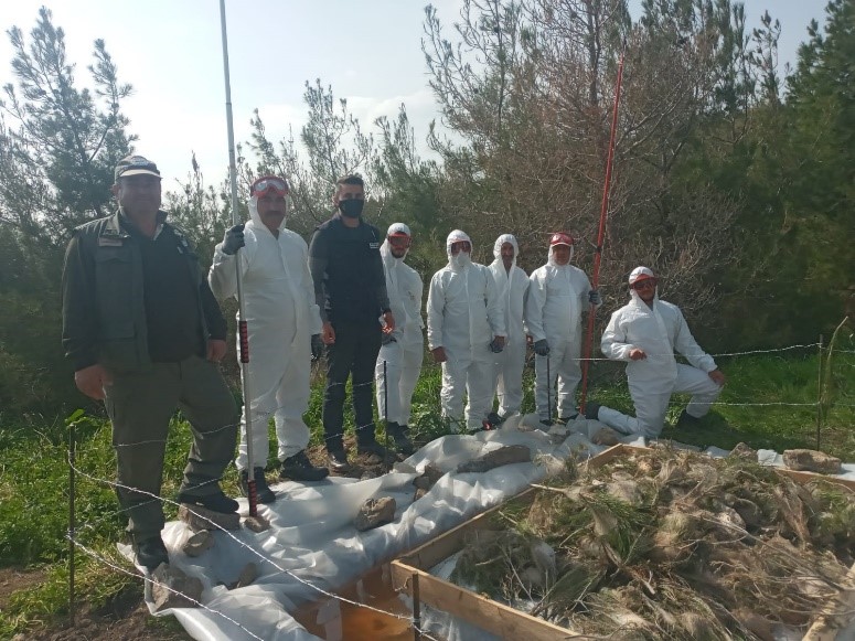 Orman Dairesi çam kese böceğine karşı mücadele başlattı