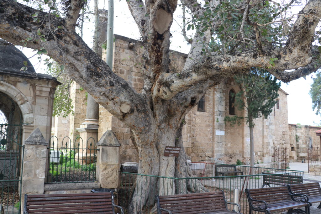 KKTC’nin en yaşlısı: Tarihi Cümbez Ağacı