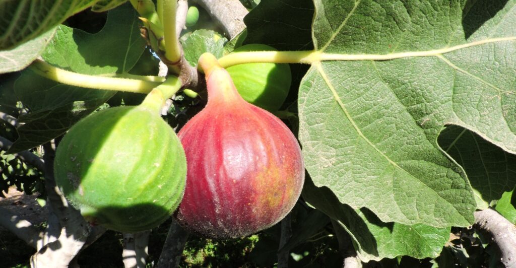 Dört incir iki de üzüm türü için tescil başvurusu kabul edildi