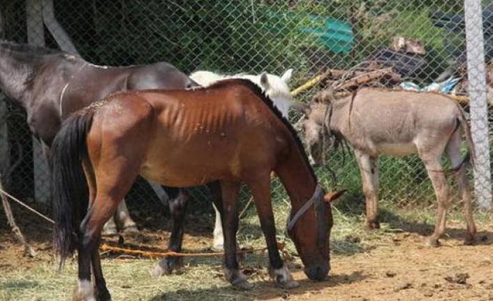 Tek tırnaklı at cinsi hayvanlara 1 Nisan’dan itibaren mikroçip takılacak