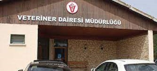 Veteriner Dairesi’nden büyükbaş hayvan yetiştiricilerine duyuru