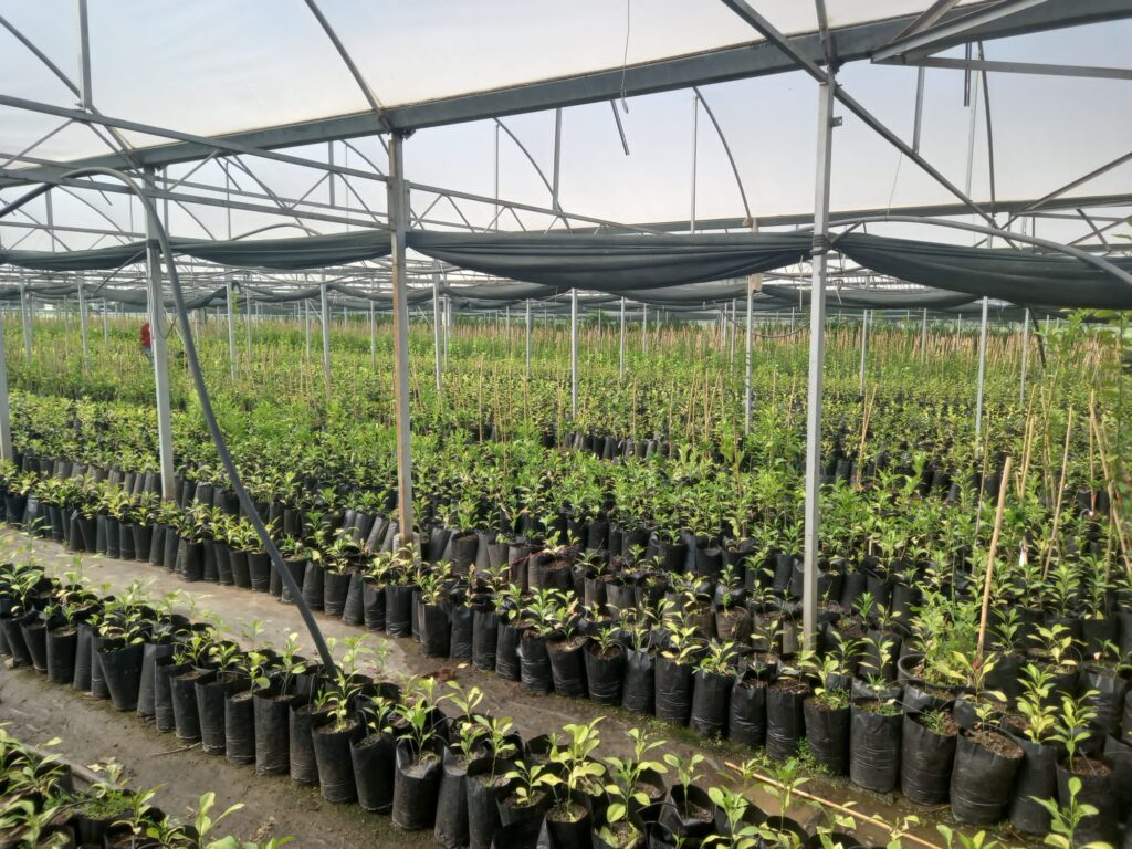 Tarımsal Araştırma Enstitüsü fidan üretiminde 100 bini aştı