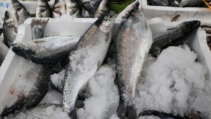 Türk somonu İspanya’daki fuarda tanıtılacak