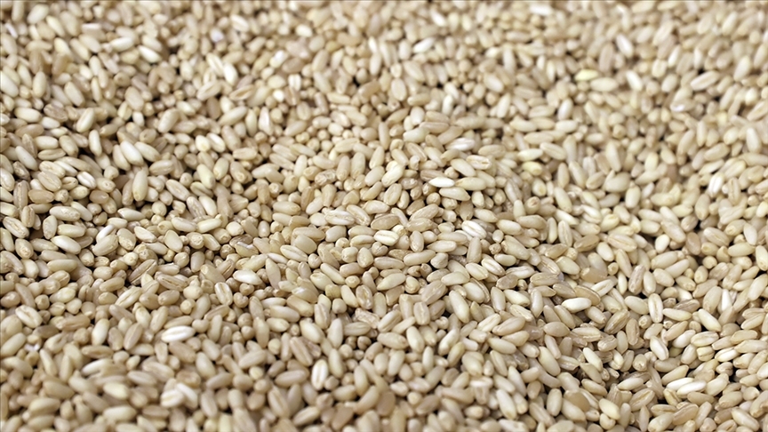 Küresel gıda krizinin çözümünde ‘İstanbul planı’ hazır