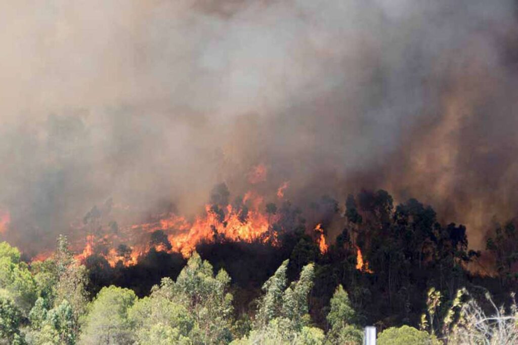 Oğuz: “Yangından etkilenen alan 16 bin dönüme yükseldi”