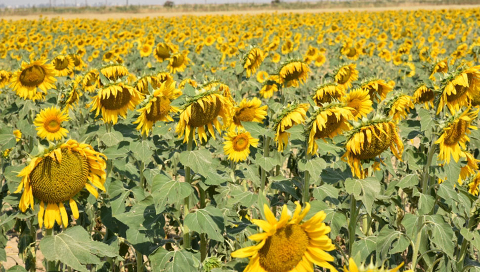 Mesarya’da ‘arpaya alternatif’ ayçiçeği!