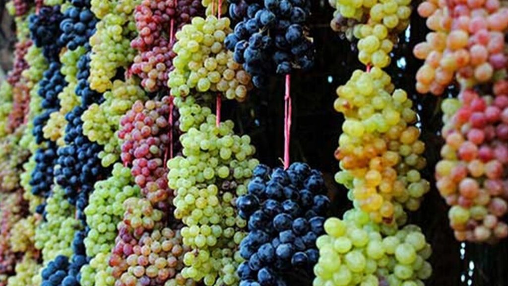 60’ıncı Mehmetçik Üzüm Festivali yarın başlıyor