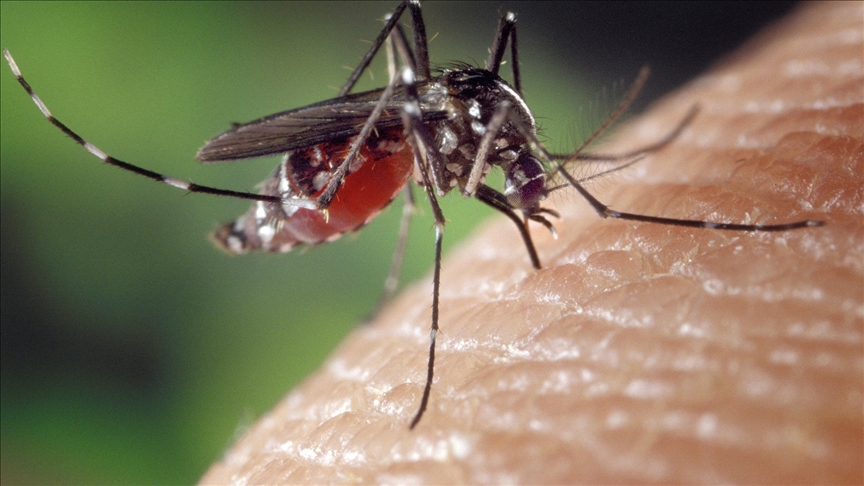 İstanbul’da yayılımı artan “Aedes” sivrisineği alerjik reaksiyona yol açıyor