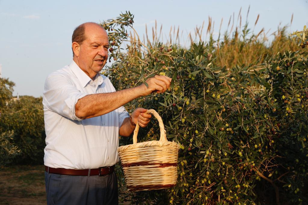 Cumhurbaşkanı Ersin Tatar, Zeytin Hasat Festivali’ne katıldı