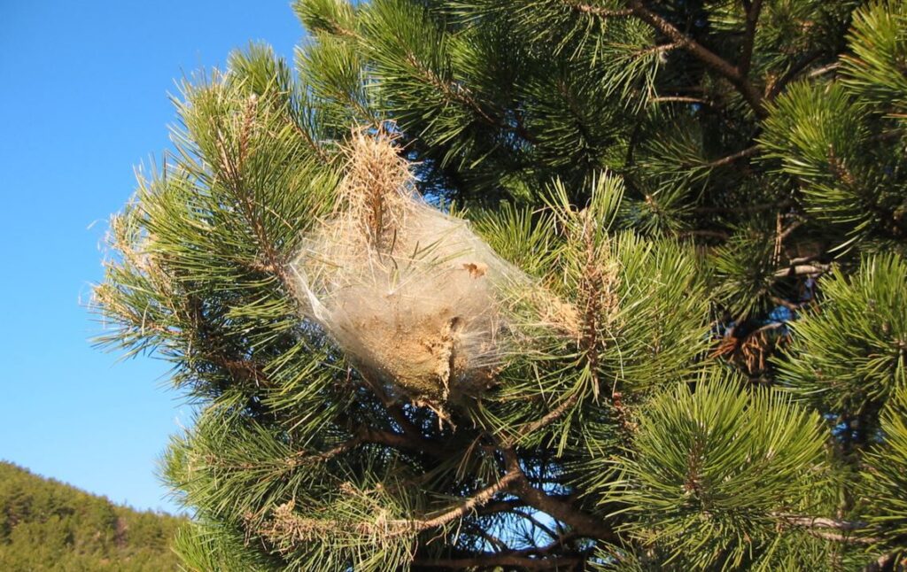 “Havadan ilaçlama yapılmazsa geri dönüşü olmayan tahribat yaşanacak”