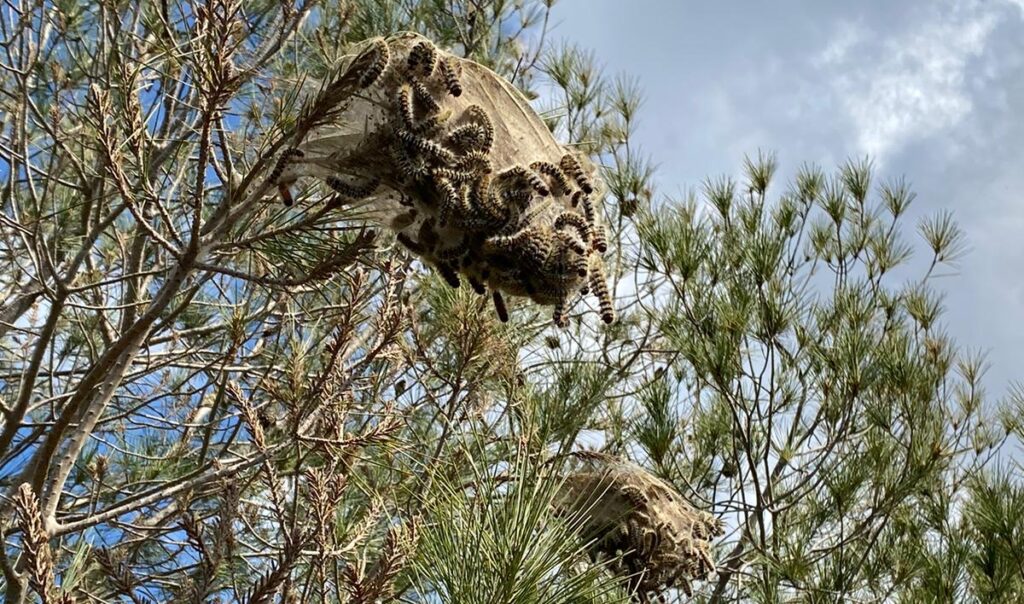 “Ormanlarımız telafisi mümkün olmayan tehditler ile karşı karşıyadır”