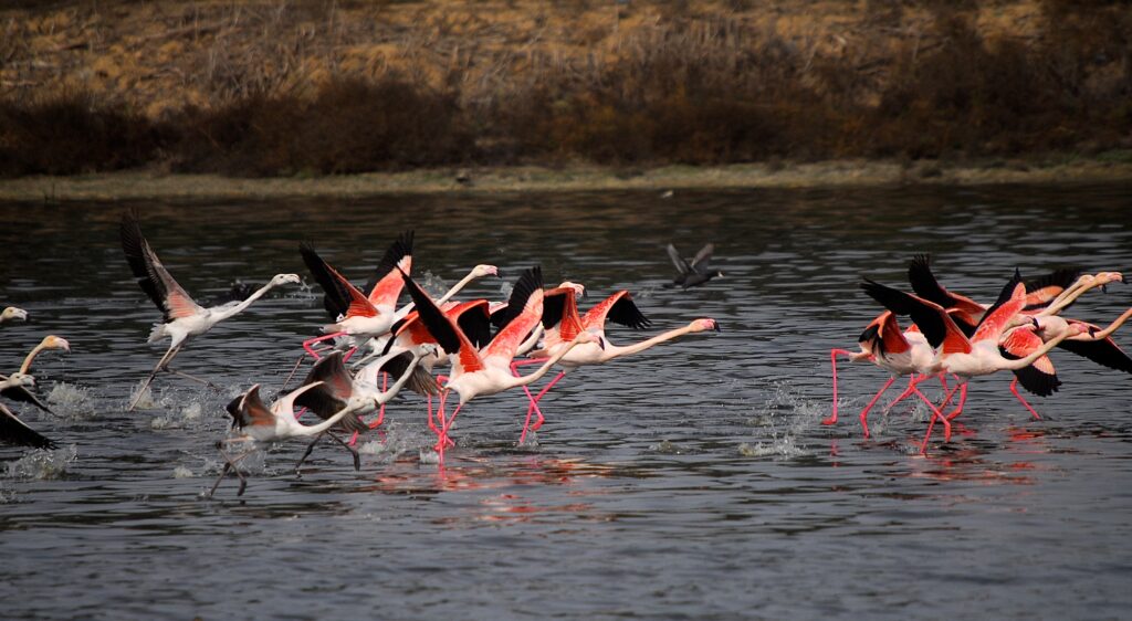 “Sulak Alanlar Dünyanın doğal zenginlik müzeleri”