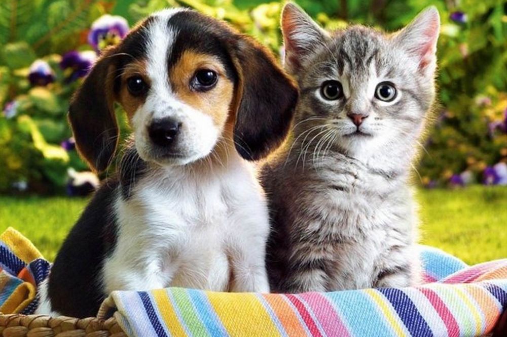 “Parazitler pek çok hastalığı ve enfeksiyonu kedi, köpeklere bulaştırıyorlar”