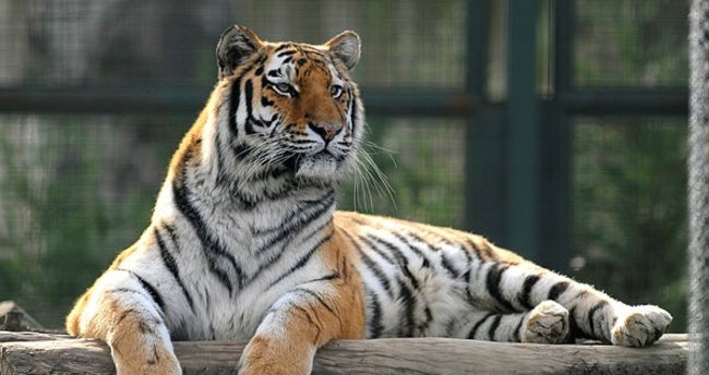 Bangladeş, nesli tükenme tehdidi altında olan Bengal kaplanlarının doğaya salınması planını durdurdu