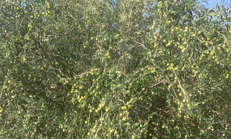 Paşaköy Çiftliği’nde bulunan zeytin bahçesindeki ürün dalından kapalı zarf usulü ile satılacak